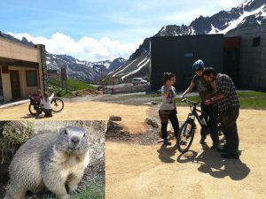 2019_Cohabitation entre pratiquants de VTT et la marmotte alpine
